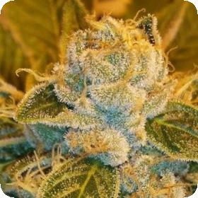 Sour Ripper Feminised Seeds