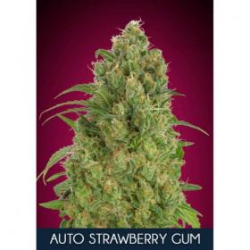 Strawberry  Gum  Auto  Feminised  Cannabis  Seeds  Advanced  Cannabis  Seeds 0