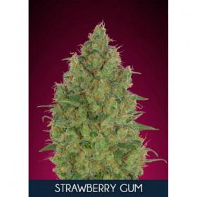 Strawberry Gum Feminised Seeds