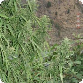 Strawberry Mango Haze SuperAuto Feminised Seeds