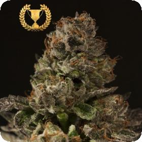 Strawberry  Sour  Diesel  Feminised  Cannabis  Seeds  Devils  Harvest  Cannabis  Seeds 0
