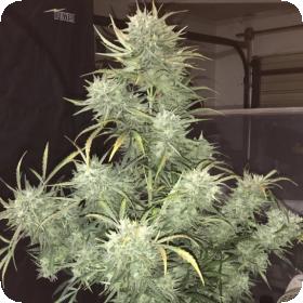 Strong  Stuff  Auto  Feminised  Cannabis  Seeds  Phoenix  Cannabis  Seeds 0