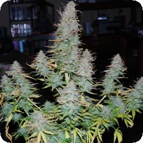 Strong  Stuff  Feminised  Cannabis  Seeds  Phoenix  Cannabis  Seeds 0