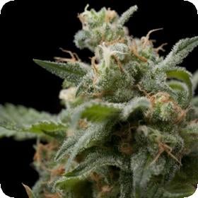 Super Hash Feminised Seeds