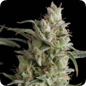 Super OG Kush Feminised Seeds