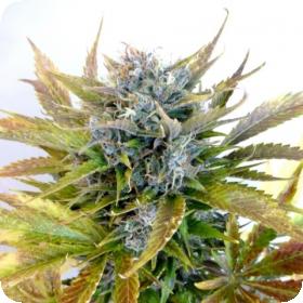 Super Blueberry Haze Autoflowering Regular Seeds