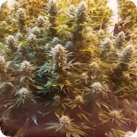 Super Kush Feminised Cannabis Seeds Phoenix Cannabis Seeds 0