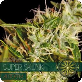 Super Skunk AUTO Feminised Seeds