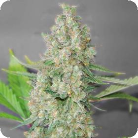 Super Skunk Feminised Seeds