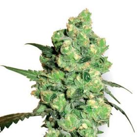 Super Skunk Feminised Seeds