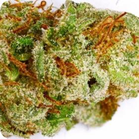 Super Sour OG Feminised Seeds