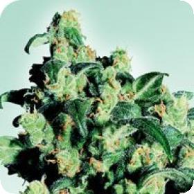 Super Skunk Regular Seeds