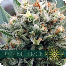 Supreme  Lemon  Feminised  Cannabis  Seeds  Vision  Cannabis  Seeds 0