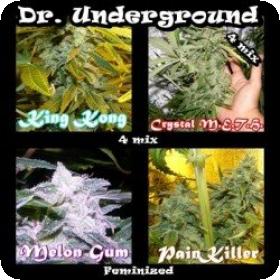 Surprise Killer Mix Feminised Seeds