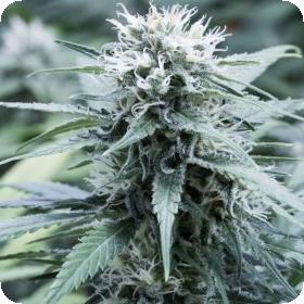 Sweet Amnesia Feminised Seeds