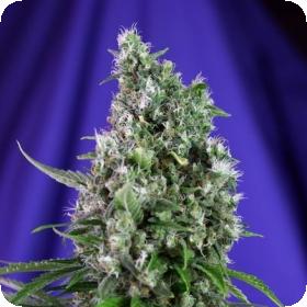 Sweet Trainwreck Auto Feminised Seeds