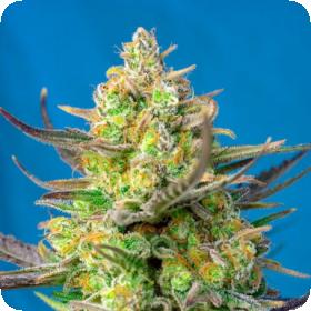 Sweet Cheese XL Auto Feminised Seeds