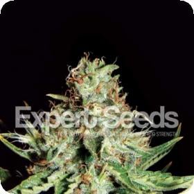 Sweet  Cream  Auto  Feminised  Cannabis  Seeds  Expert  Cannabis  Seeds 0