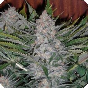 Sweet  Cannabis  Seeds  Green  Poison  Auto  Feminised  Cannabis  Seeds 0