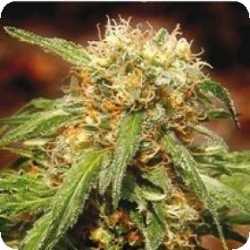 Sweet Tai Feminised Seeds