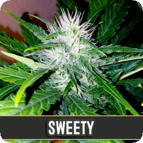 Sweety Auto Feminised Seeds