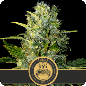 Tangie Auto Feminised Seeds