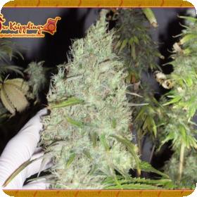 The Incredible Bulk Feminised Seeds