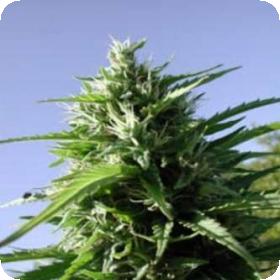 Tikal Feminised Seeds