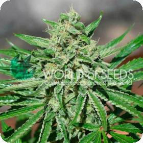 Tonic  Cbd  Feminised  Cannabis  Seeds  World  Of  Cannabis  Seeds 0