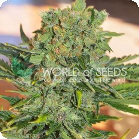 Tonic Ryder CBD Auto Feminised Seeds