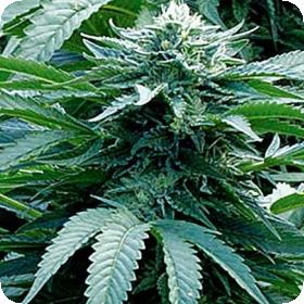 Trinity Kush Feminised Seeds