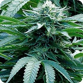 Trinity  Kush  Feminised  Cannabis  Seeds  Emerald  Triangle 0