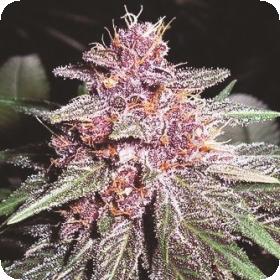 Violeta Feminised Seeds