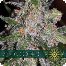 Vision Cookies Feminised Seeds