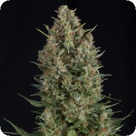 Wembley Feminised Seeds