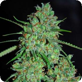 White Critical Feminised Seeds