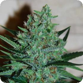 White Lavender Feminised Seeds