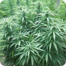 White Rhino Feminised Seeds