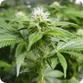 White Widow Feminised Seeds