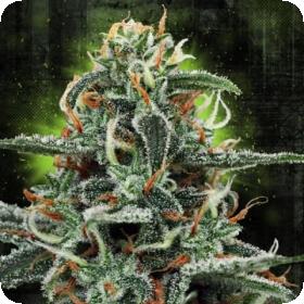 White Widow MOC Feminised Seeds