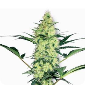 White Diesel Feminised Seeds