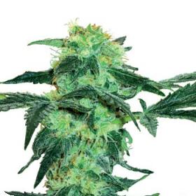 White Ice Feminised Seeds