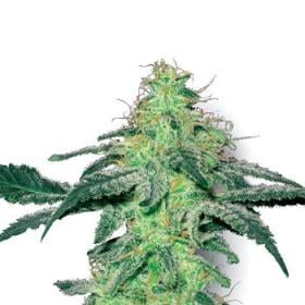 White Skunk Feminised Seeds