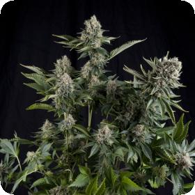 White  Widow  Cbd  Feminised  Cannabis  Seeds  Pyramid  Cannabis  Seeds 0