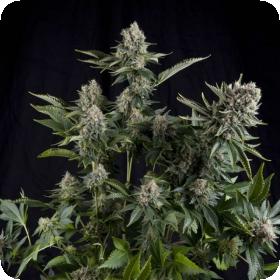 White Widow Feminised Seeds