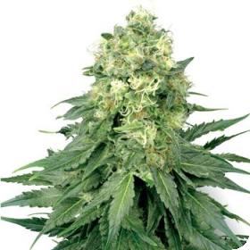 White  Widow  Feminised  Cannabis  Seeds  Sensi  White  Label 0