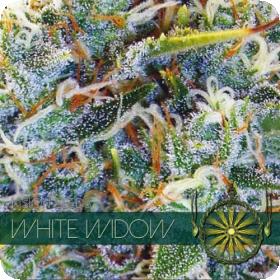 White Widow Feminised Seeds