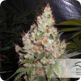 White Widow Regular Seeds