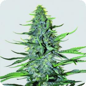 White Widow Regular Seeds