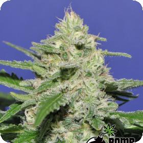 Widow Bomb Regular Seeds